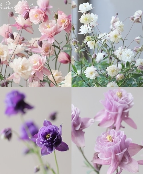 LUXURY SELECTION】tef*tef*オリジナル！西洋オダマキ 『試作段階お色