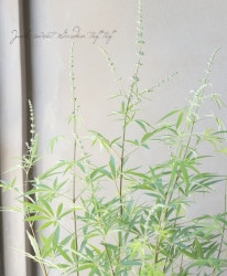 ���Υ˥󥸥�ܥ����إۥ磻�ȡ١�