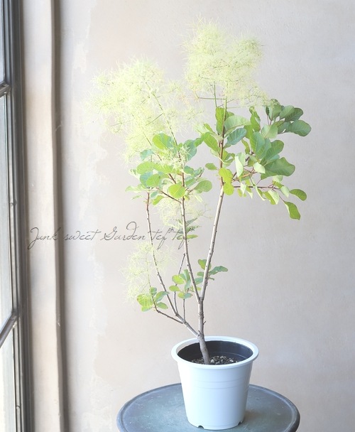 スモークツリー ピンクパール グリーンボール 184 すべての商品 Junk Sweet Garden Tef Tef