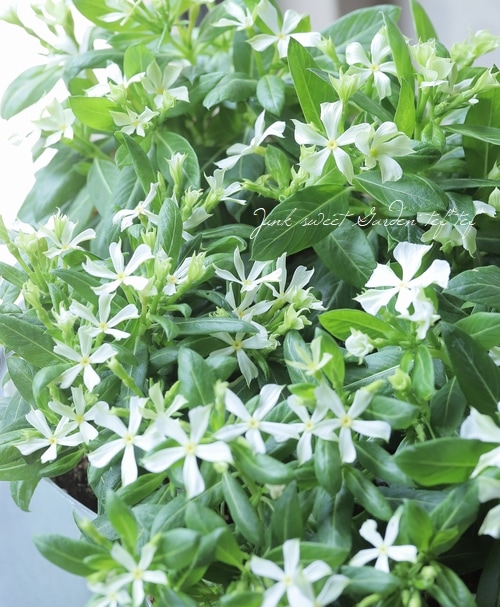 北島園芸オリジナル】ニチニチソウ 『シャープミント』 | すべての商品