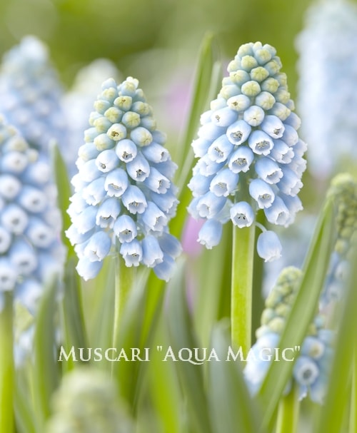 球根】 ムスカリ 『アクアマジック』 | 球根 | | Junk sweet Garden