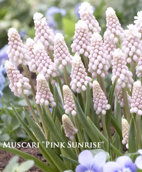 球根】 ムスカリ 『ピンクサンライズ』 球根3球 | 球根 | | Junk sweet