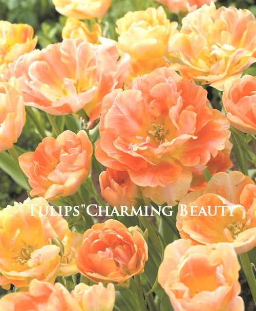 チューリップ Charming Beauty 5球入 球根】八重咲きチューリップ 『チャーミングビューティ』 | 球根