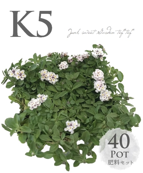 最強グランドカバー】イワダレソウ 『クラピア』 K5 40苗（10㎡適量