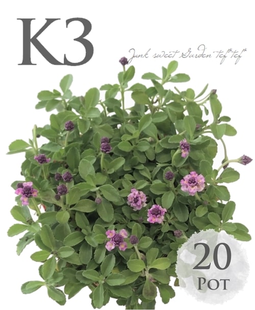 最強グランドカバー】イワダレソウ 『クラピア』 K3 20苗（5㎡適量