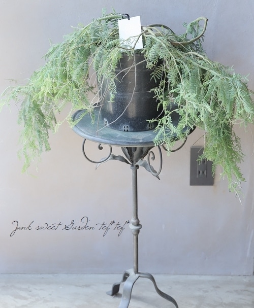 コンパクト最新品種！！！ 這性アカシア 『カルディオフィラ