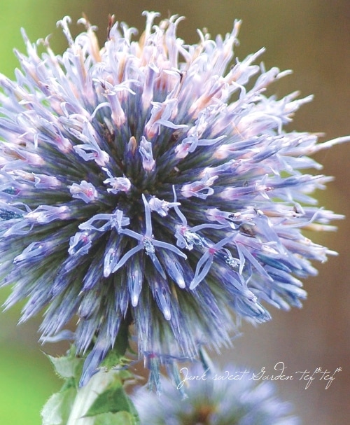 エキノプス 『プラチナブルー』 瑠璃玉あざみ コンパクト品種 | 花苗