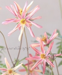 Flower Species,チョコレートコスモス | Junk sweet Garden tef*tef*