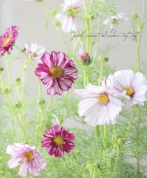 Flower Species,コスモス | Junk sweet Garden tef*tef*