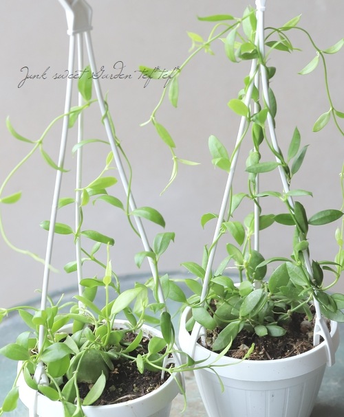 観葉植物 ディスキディア カンガルーポケット すべての商品 Junk Sweet Garden Tef Tef