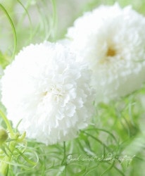 Ȭ�ź餭�����⥹�����֥륯��å��إ��Ρ��ѥա�