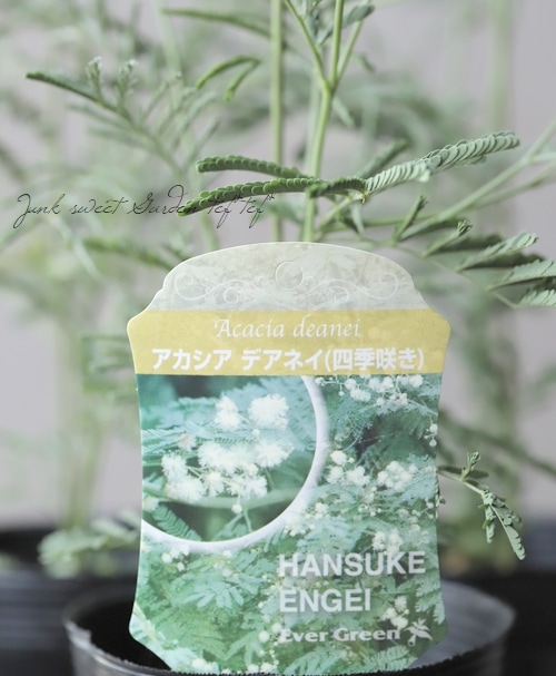 四季咲きアカシア Deanei デアネイ ディーンズワトル すべての商品 Junk Sweet Garden Tef Tef