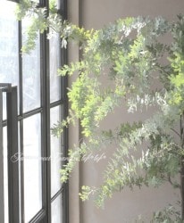 ե  BAILEYANA -Х- ߥ⥶