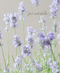 󥰥å٥󥰥ƥաإѡ