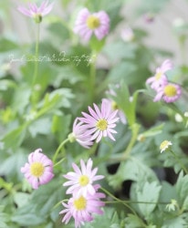 ɺ֥饭ࡦۥåȥǥɱ