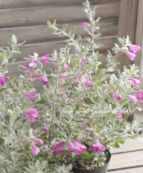 レウコフィルム・フルテッセンス』 シルバーリーフの庭木