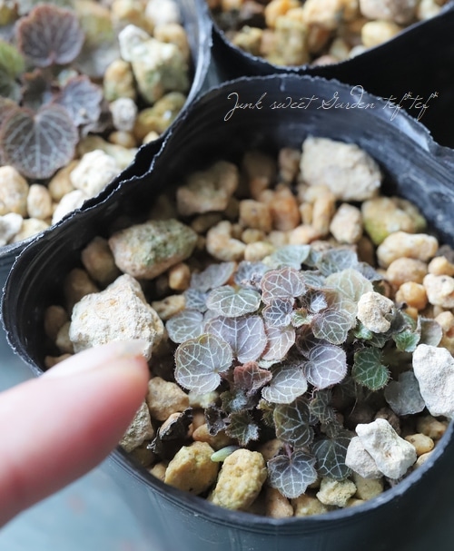 希少ブローチハムシ最大種！ Physonota dilatata.? ブローチハムシの