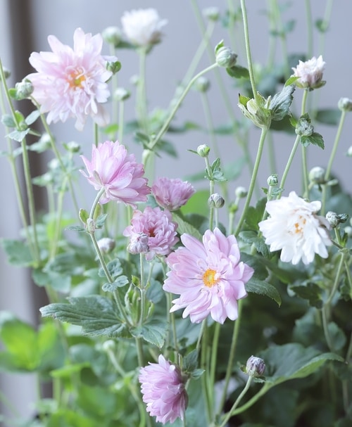 八重咲き秋明菊 『ピンク系お色おまかせ』 シュウメイギク | すべての