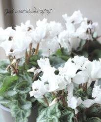 ڷڰ ǥߥ˥ إ֥󥷥͡١