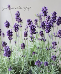 󥰥å٥ إХ󥹡 Хåȡ