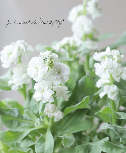 八重咲きストック 『ホワイト』 | すべての商品 | | Junk sweet Garden