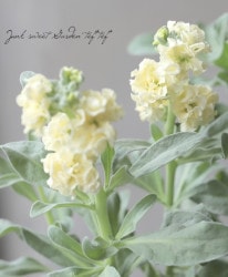 Ȭź餭ȥåإϥ֥륤 إ꡼