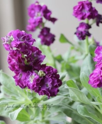 Flower Species,ストック | Junk sweet Garden tef*tef*