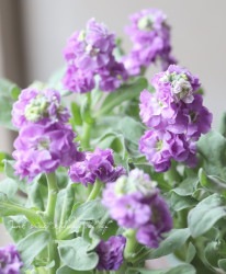 Ȭ�ź餭���ȥå� �إ֥롼��