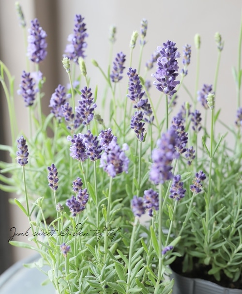 イングリッシュラベンダー ブルースピア すべての商品 Junk Sweet Garden Tef Tef