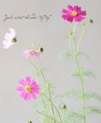 Flower Species,コスモス | Junk sweet Garden tef*tef*