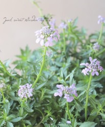 ���٥ꥹ���إޡ��ᥤ�ɡ� ��٥������