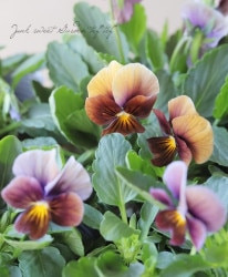 LUXURY SELECTIONtef*tef*ꥸʥ ӥإե祳١¡