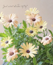 �����ƥ����ڥ�ޥࡡ�ѥƥ������إԡ�������ȡ�