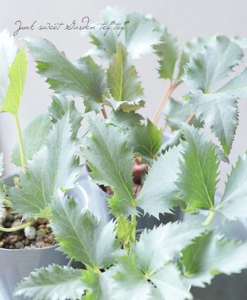 【花苗】カラーリーフ クリスマスローズ スーパーシルバー 松村園芸 花苗】カラーリーフ クリスマスローズ スーパーシルバー 松村園芸