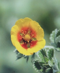 ݥƥƥ顦var륮ե顡.إ󥸥åȡ