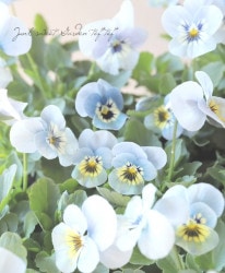 ���ӥ���  �إޥ꡼�ʡ�