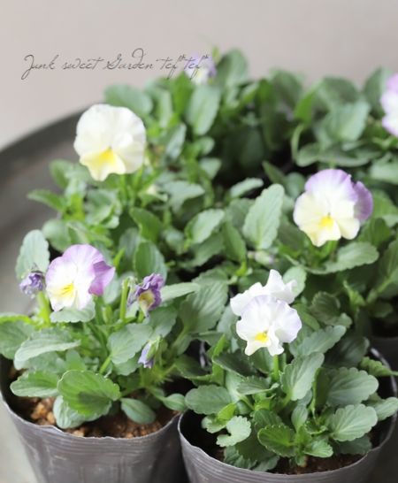 ハンドメイド ビオラ ☆みもとビオラ 『エンジェルダック』 | すべての商品 | | Junk sweet