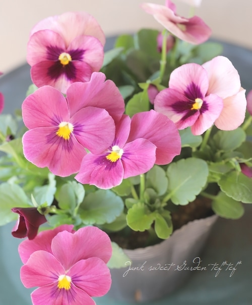 ◇パンジー・わらく 『ピンクブロッチ』 【2色咲き】 | すべての商品