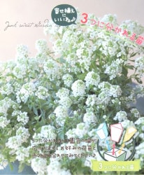 �������ȥ���å��ࡦ���롼�졡�إ����������ܥͥåȡ� 3�Ĥ�ʬ����롪