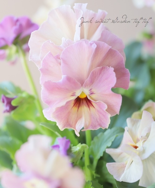 ヴィオラ # 22 オーダーページ 003.jpg?d=20250725075608