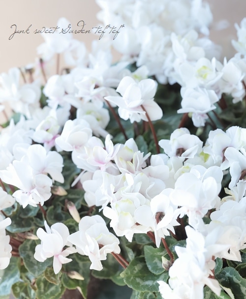 八重咲きシクラメン・スクリュースター 『ブラッシュ』 | すべての商品