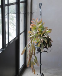 �ڴ��տ�ʪ�ۥץ����ɥ�ץ��ꥹ�������������إ�åɥ�������