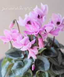 �ߥ˥������󡡡إե����꡼�ԥ��� ���طϥԥ�