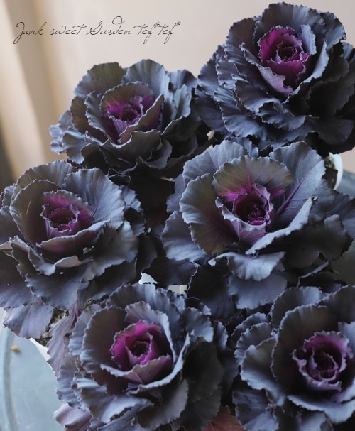 □ゲブラさんオリジナル葉牡丹 『ドルチェパープル』 | すべての商品