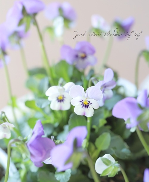 ○ビオラ・ビオレッタ 『ミスティックブルー』 | すべての商品