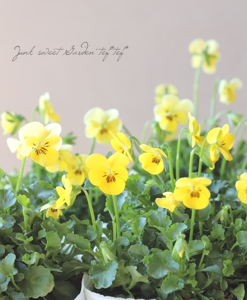 DA　小輪ビオラ ○小輪ビオラ・ビオレッタ 『キュータイズ』 | すべての商品 | | Junk