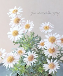 �ޡ�����å� �إ�ǥ��ե쥢�١����󥰥�餭