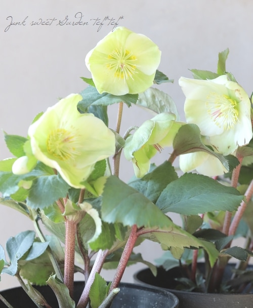 クリスマスローズ Ice N'roses 氷の薔薇 『ビアンコ』 | すべての商品