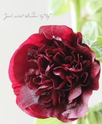 花苗 | Junk sweet Garden tef*tef*