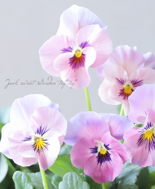 ☆育種うえたオリジナルビオラ 『はんなり小町』 | すべての商品